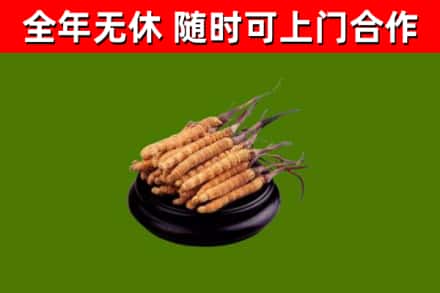 汝阳烟酒回收冬虫夏草.jpg