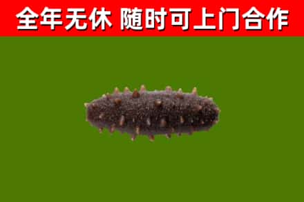 汝阳烟酒回收干海参.jpg